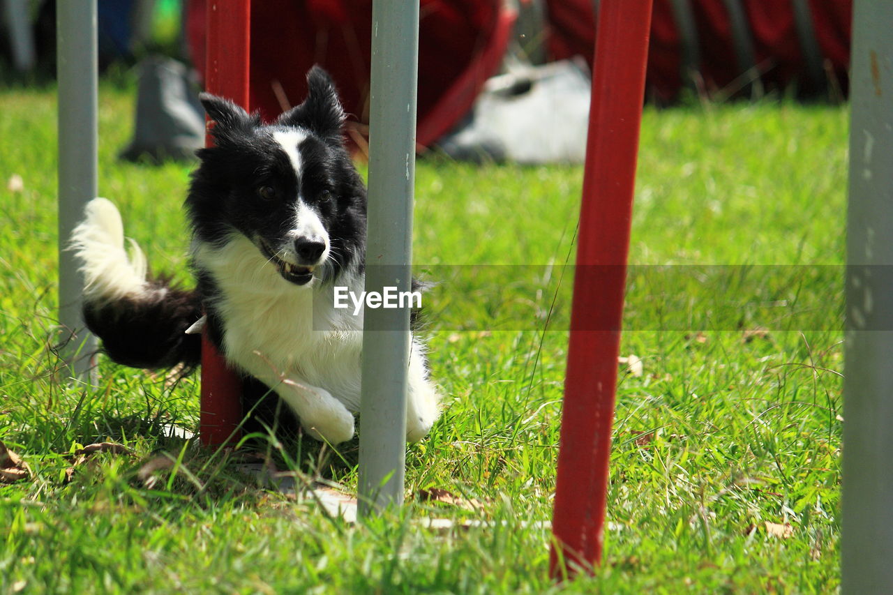 Obstacle course dog agility