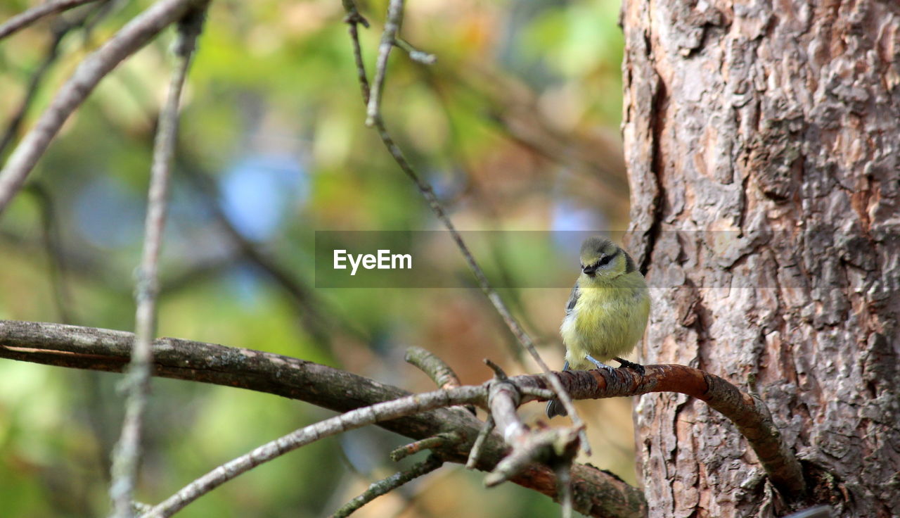 Close-up of bird perching on tree