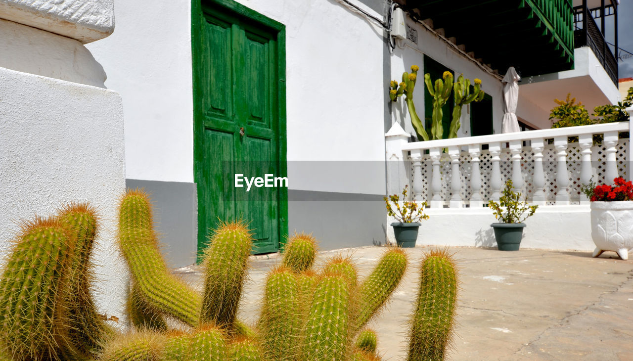 Potted plants on the wall