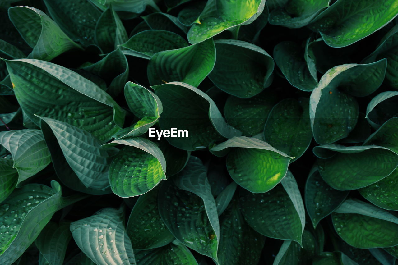 Full frame shot of green leaves