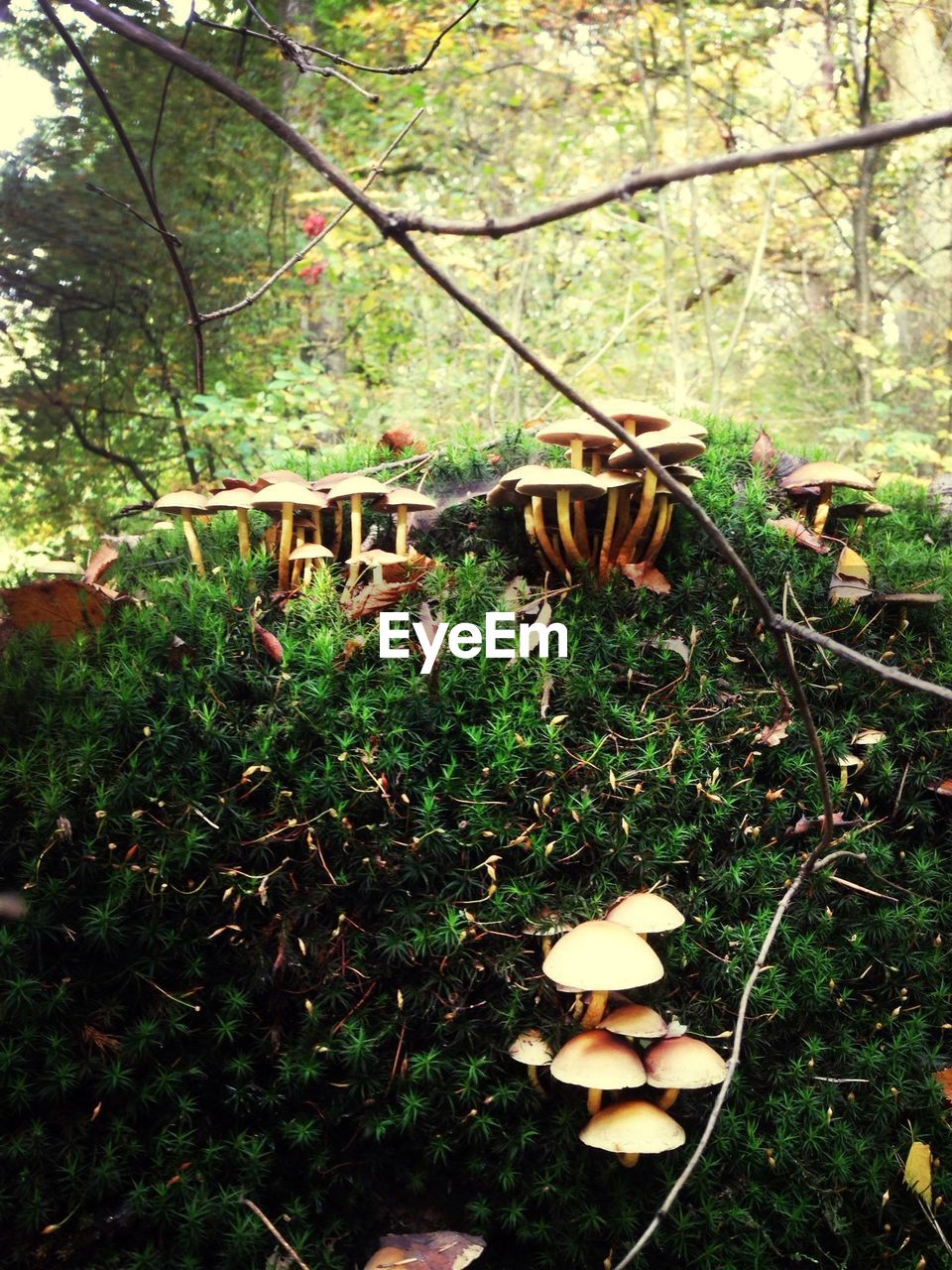 VIEW OF TREES IN FOREST