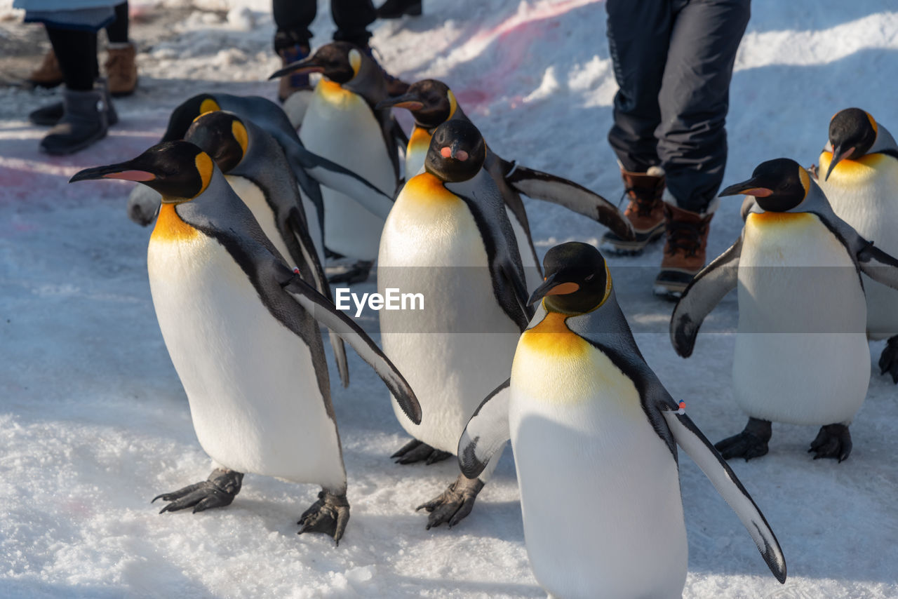 High angle view of penguins standing on snow covered field
