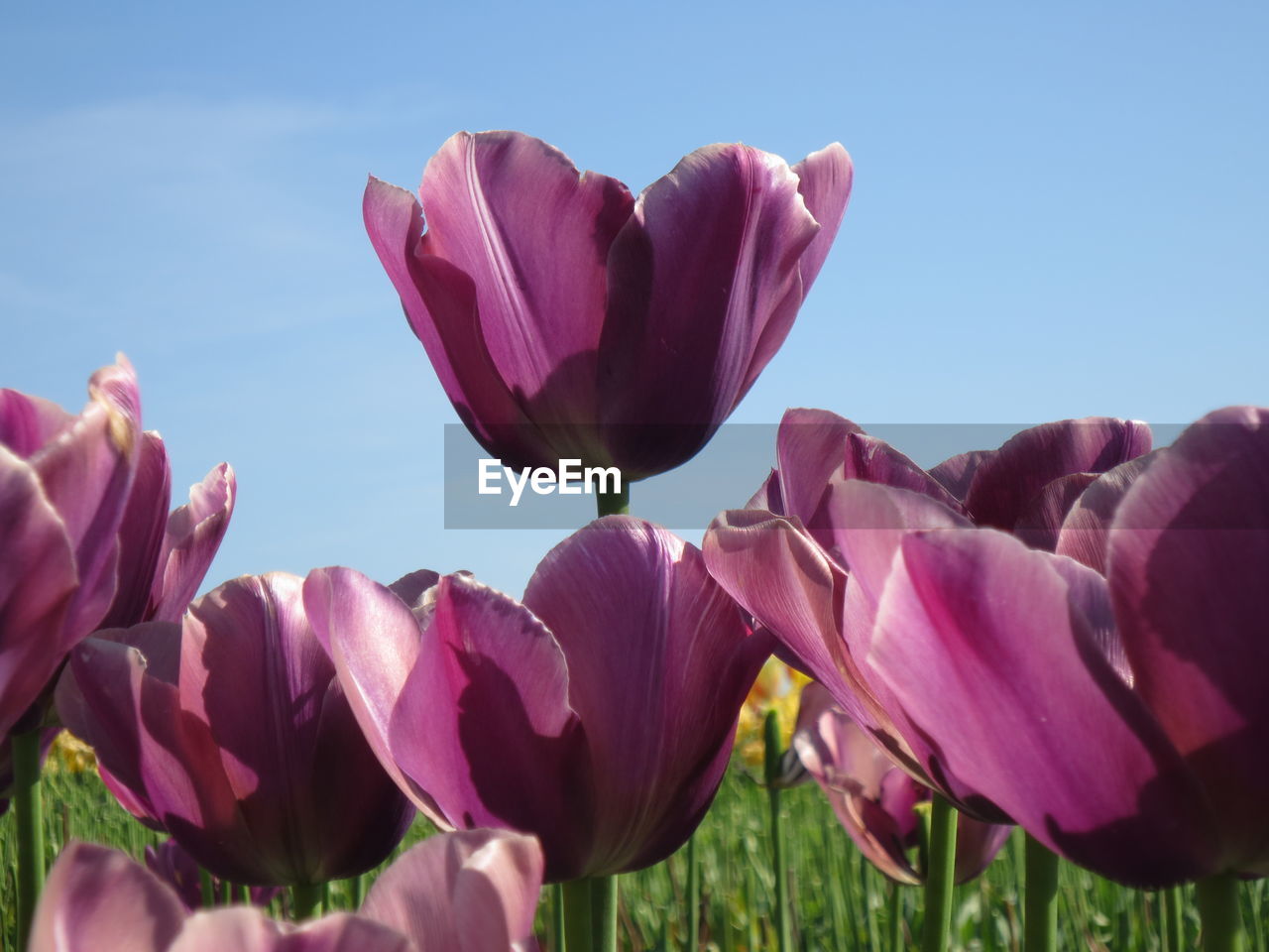 plant, flower, flowering plant, freshness, beauty in nature, pink, nature, petal, close-up, fragility, growth, flower head, sky, inflorescence, tulip, purple, no people, springtime, sunlight, day, outdoors, blossom, blue, focus on foreground, field, clear sky, leaf