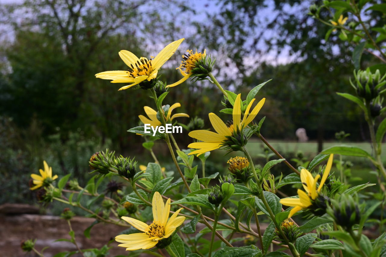 plant, flower, flowering plant, yellow, beauty in nature, freshness, nature, growth, animal wildlife, wildflower, flower head, fragility, close-up, meadow, focus on foreground, plant part, no people, petal, botany, leaf, green, outdoors, animal, animal themes, day, inflorescence, summer, insect, blossom, tree, multi colored, garden, sky, food