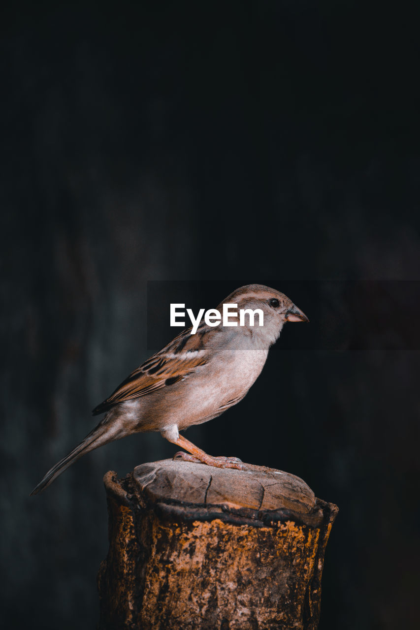 A bird house sparrow sitting on a dark wooden block with clear black background isolated