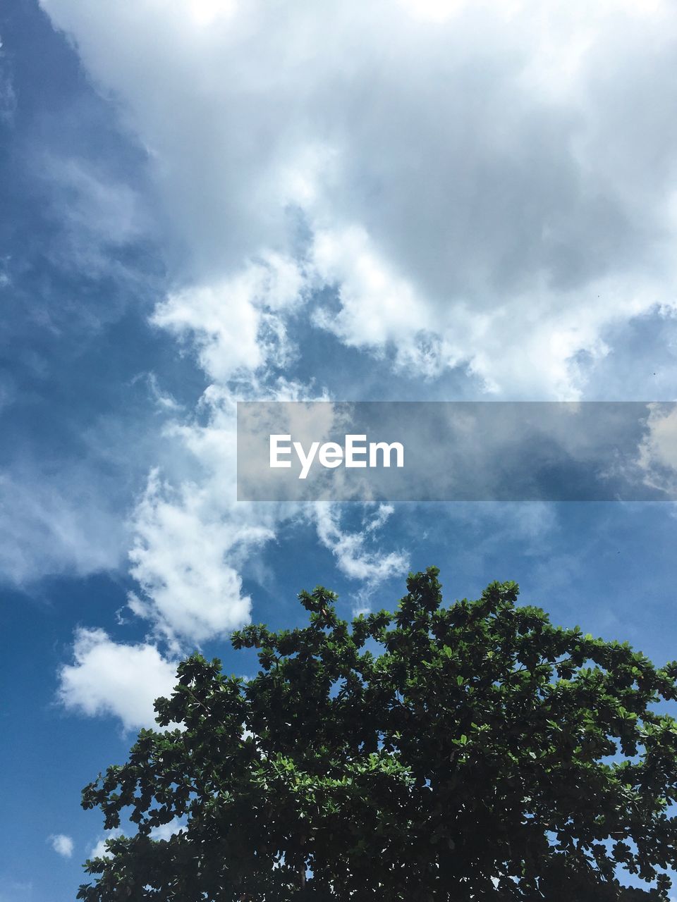 LOW ANGLE VIEW OF TREES AGAINST BLUE SKY