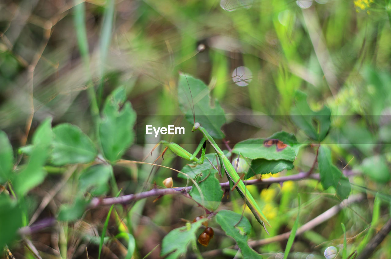 CLOSE-UP OF A LIZARD ON A LAND