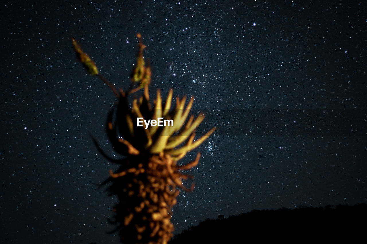Low angle view of flowering plant against star field at night