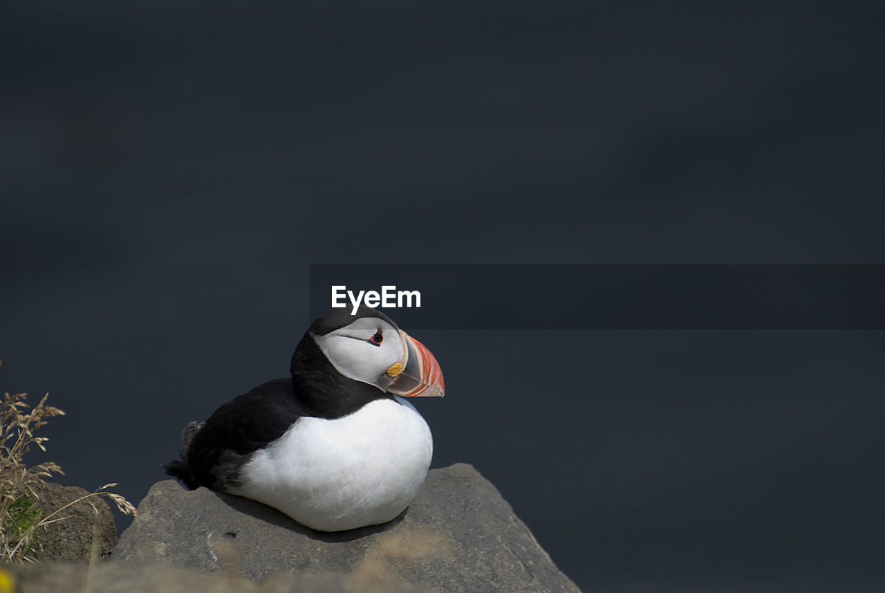 Close-up of a puffin perching on rock