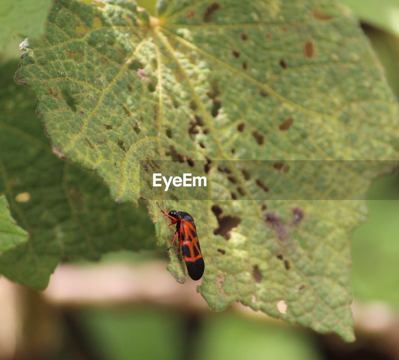 CLOSE-UP OF LADYBUG ON LEAF