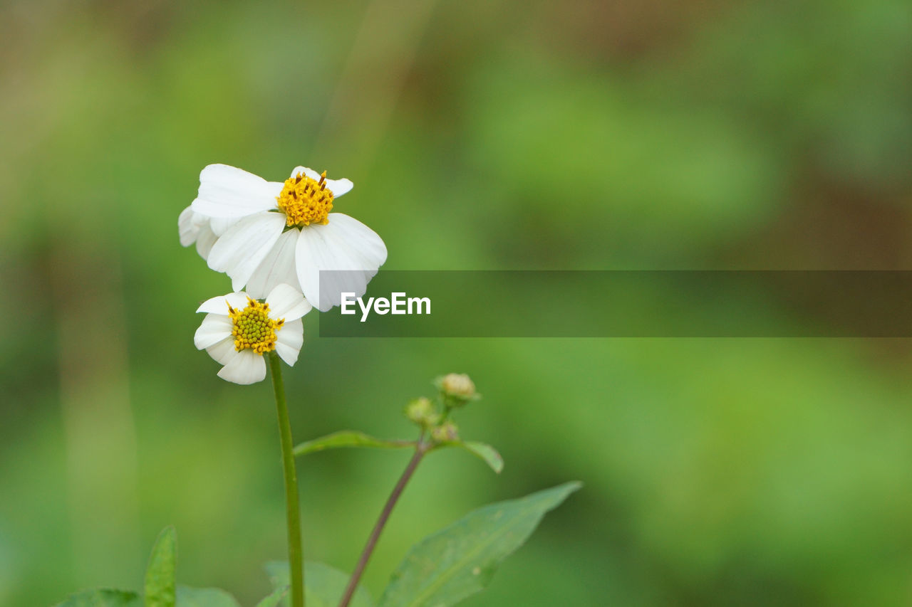 Close-up of bidens pilosa flowers. black-jack plant
