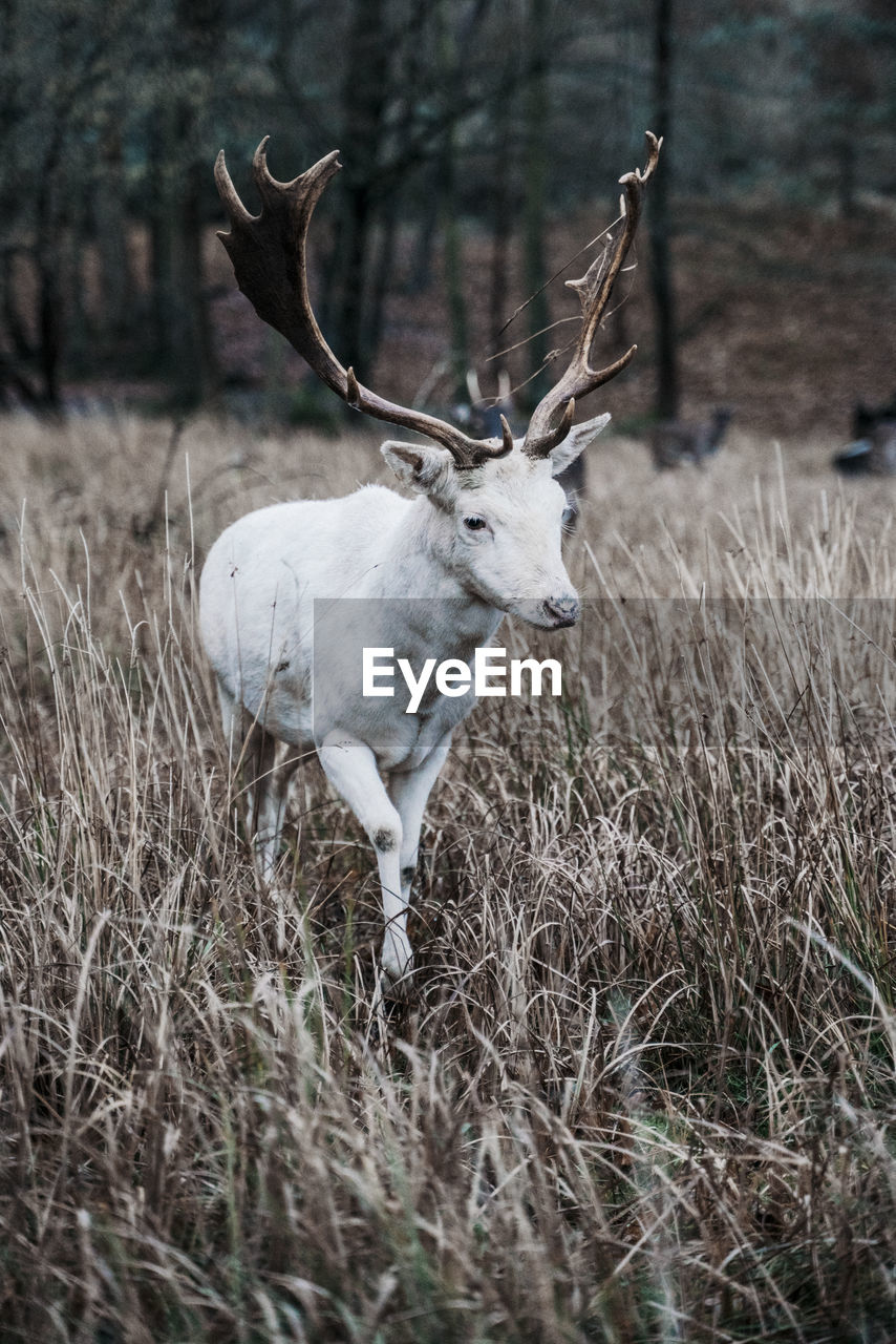 Deer walking on grassy field in forest