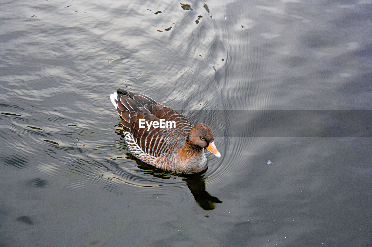 HIGH ANGLE VIEW OF BIRD SWIMMING IN LAKE