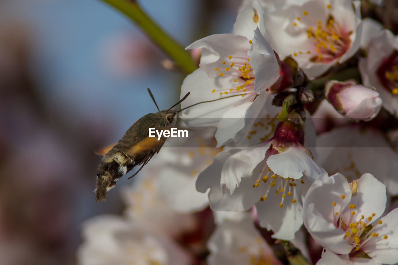 CLOSE-UP OF INSECT ON WHITE CHERRY BLOSSOM