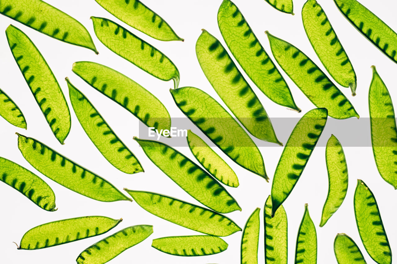 Snow peas on white background
