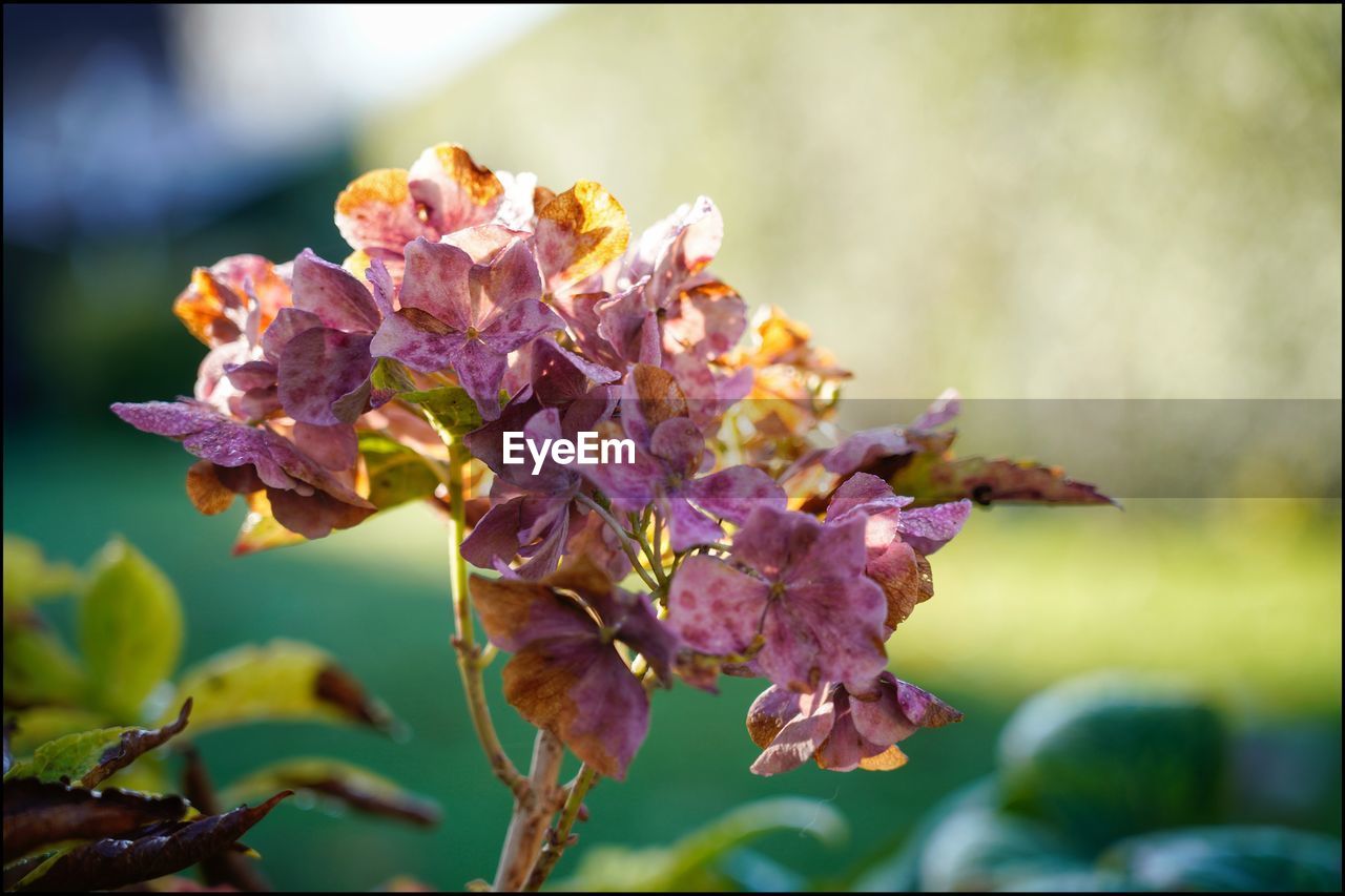 Hortensia flowet backlit in morning sun