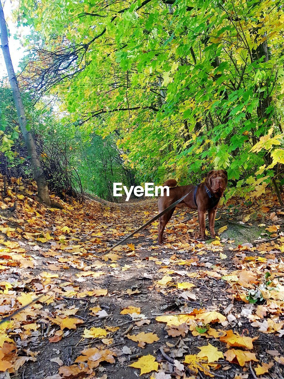 TREE IN AUTUMN LEAVES