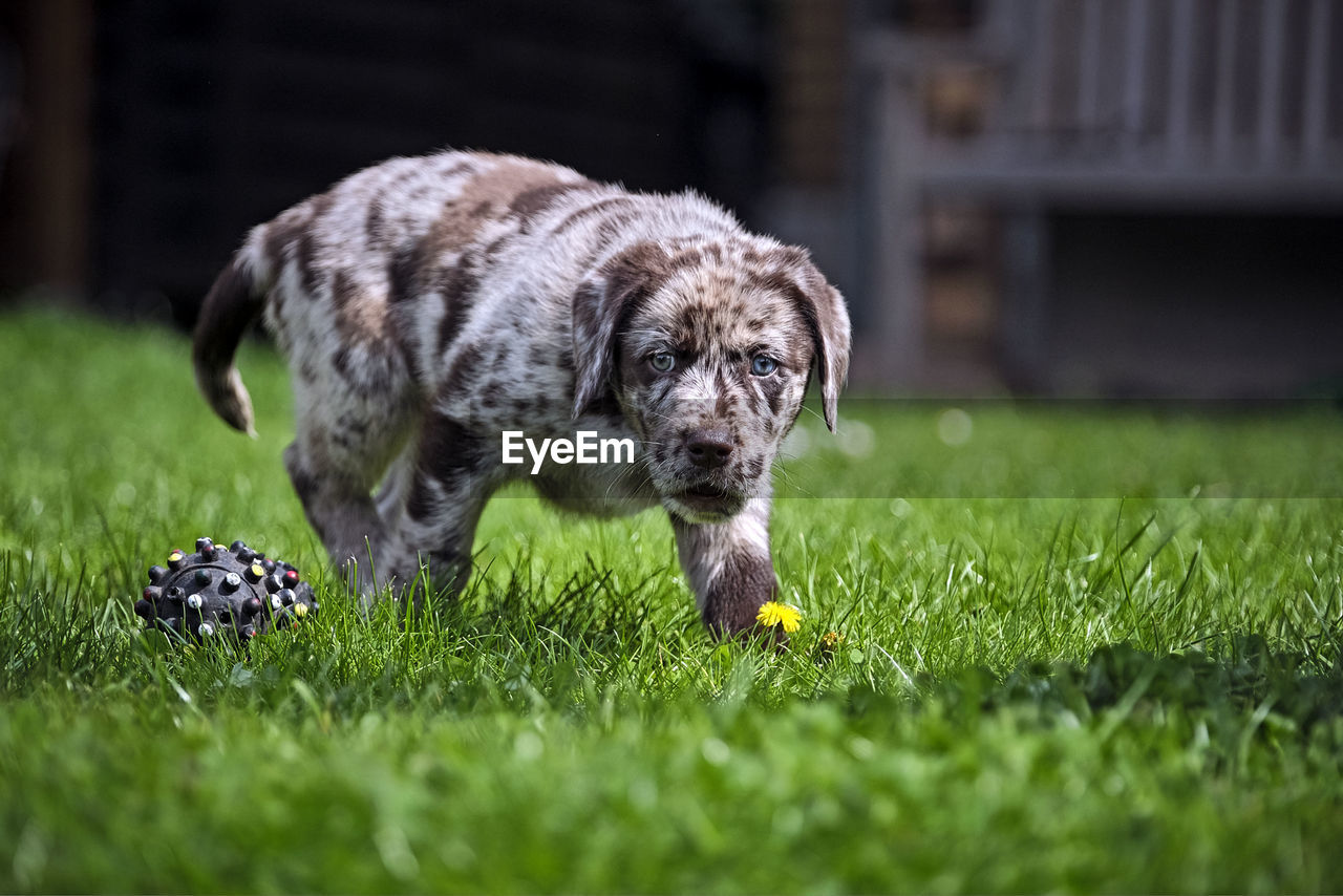 Puppy playing on grass