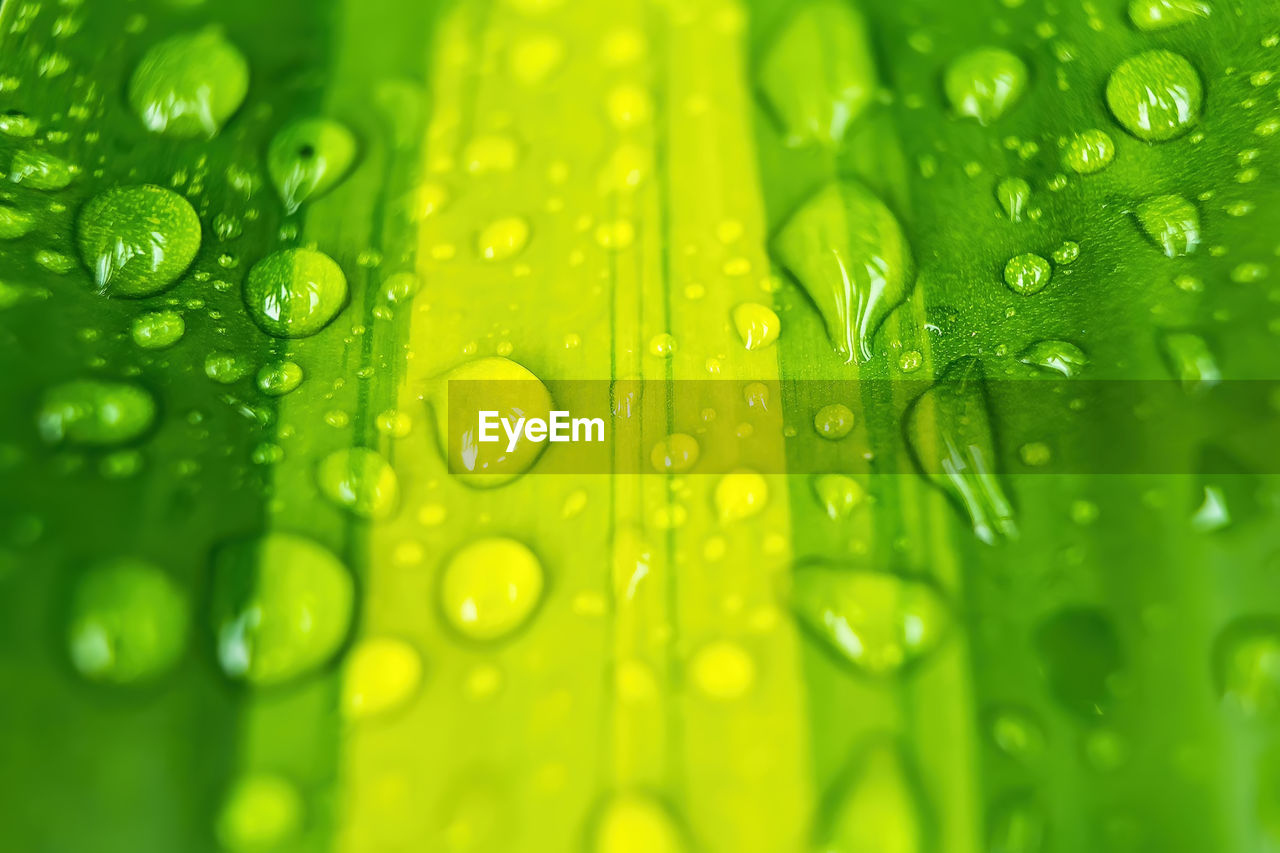 FULL FRAME SHOT OF WET GREEN LEAVES