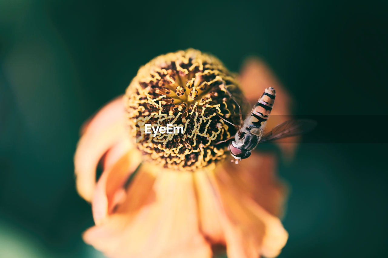 CLOSE-UP OF INSECT POLLINATING ON FLOWER