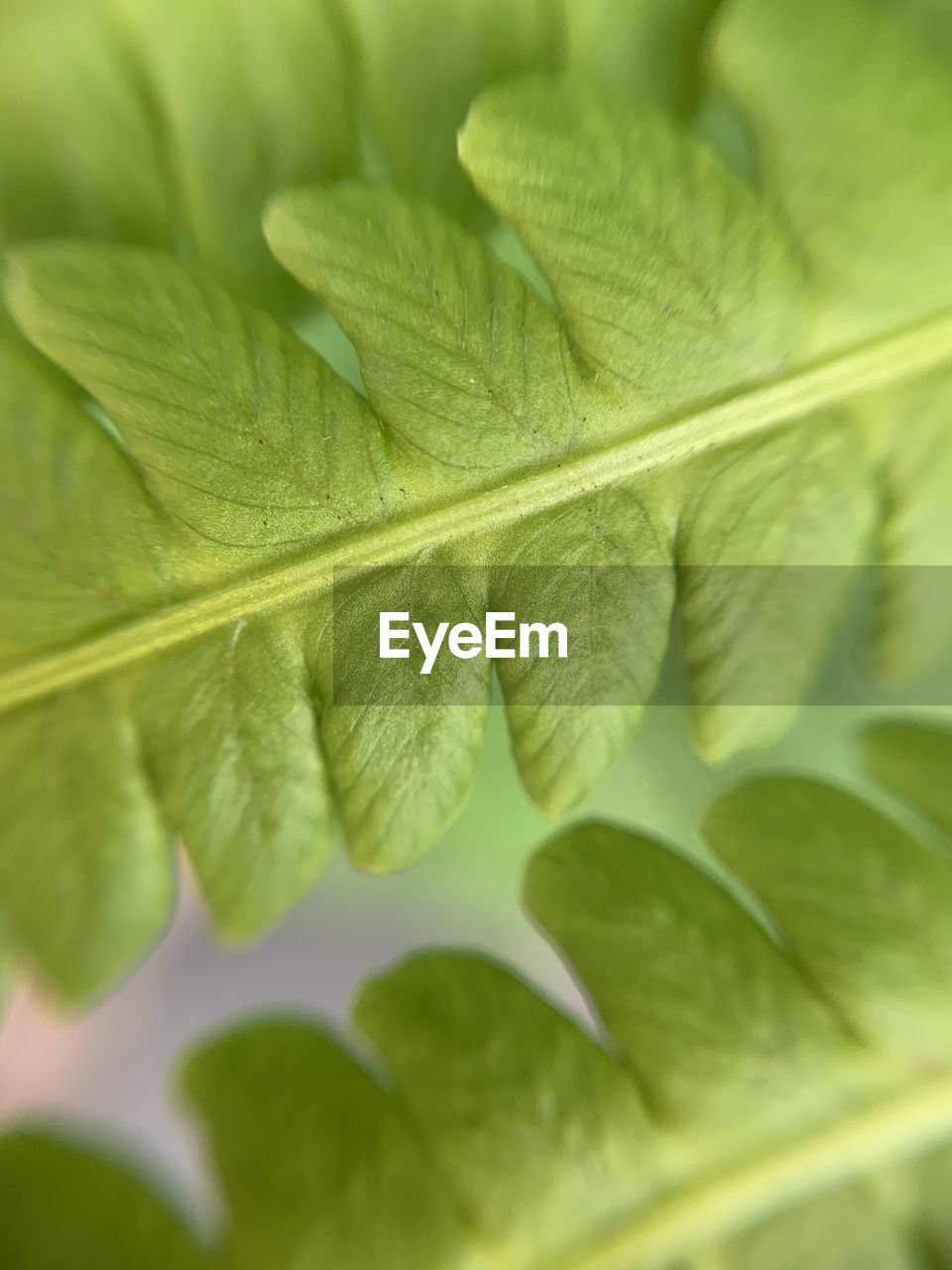 Full frame shot of leaves