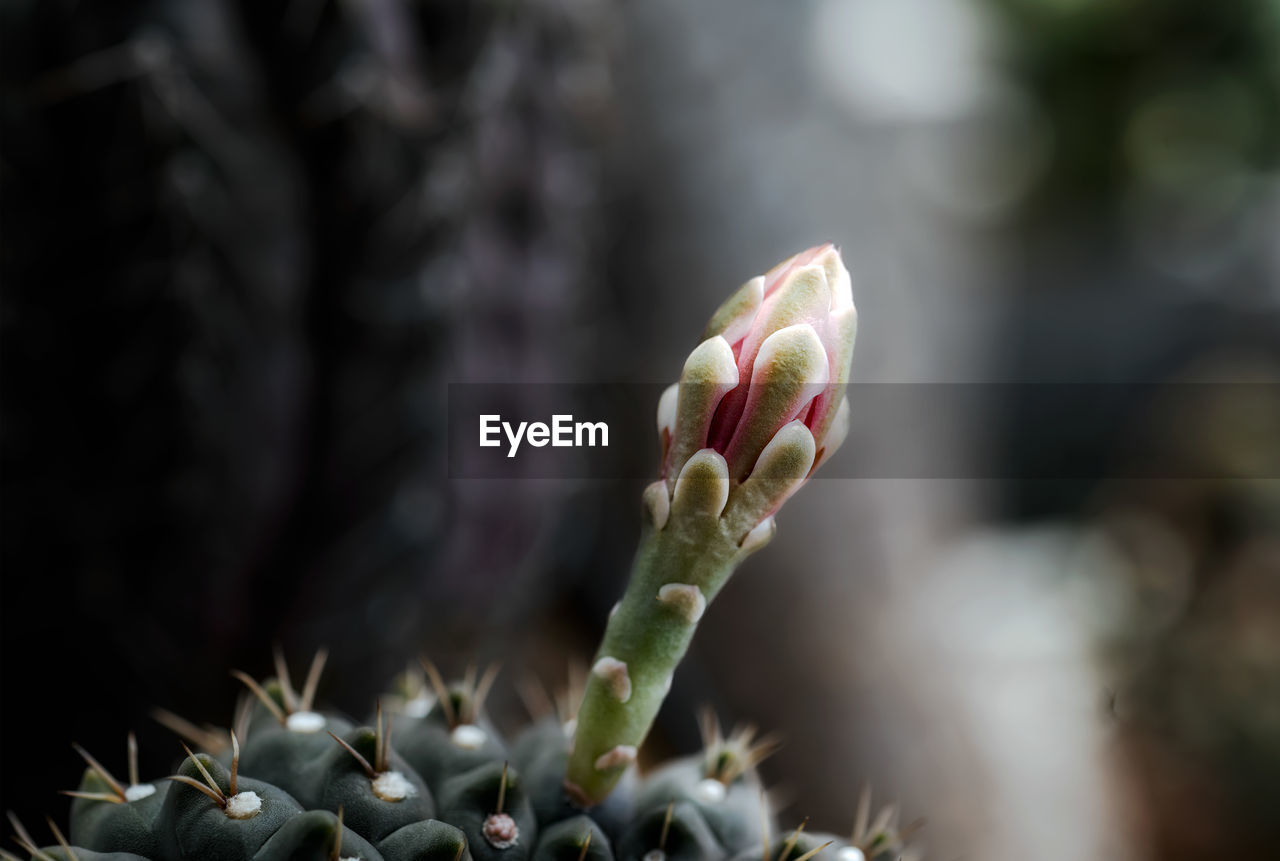 plant, growth, flower, close-up, nature, macro photography, bud, leaf, beauty in nature, succulent plant, cactus, no people, thorns, spines, and prickles, focus on foreground, freshness, day, outdoors, green, selective focus, tree, thorn, flowering plant, beginnings, land, food, plant stem, branch, plant part