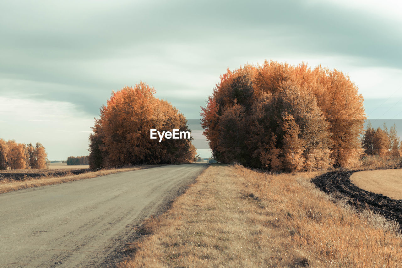 Dirt road amidst trees against sky