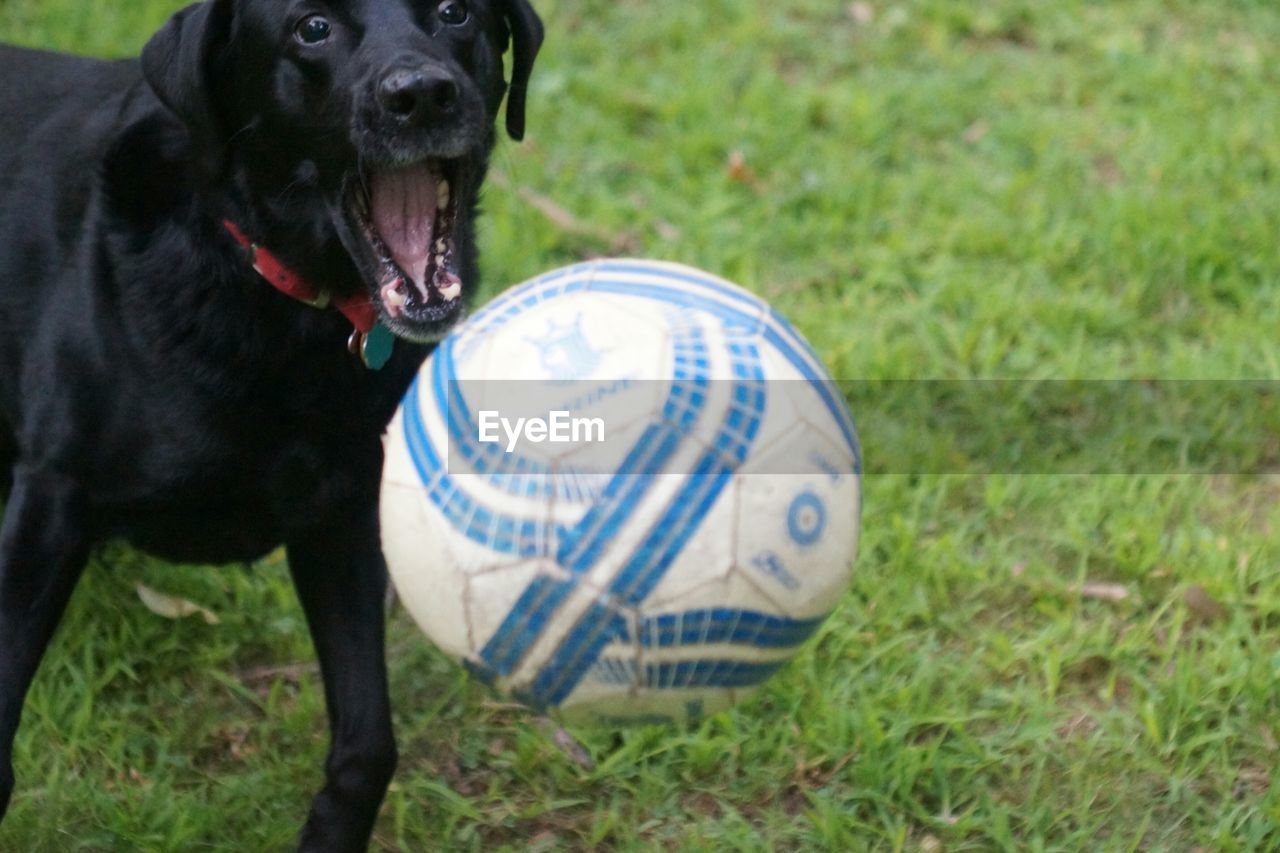 CLOSE-UP OF BLACK DOG ON FIELD