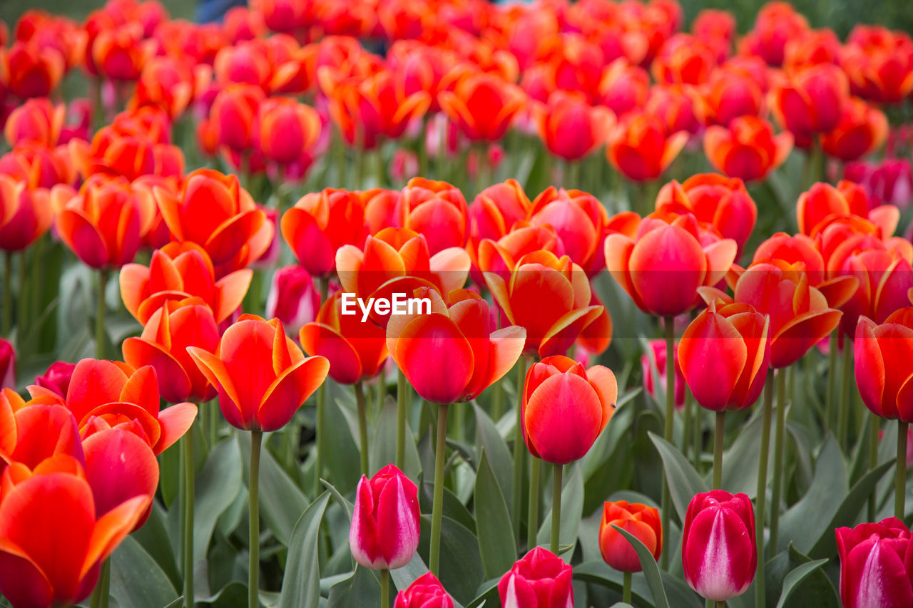 Close-up of red tulips in field