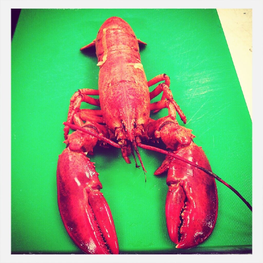 Elevated view of lobster
