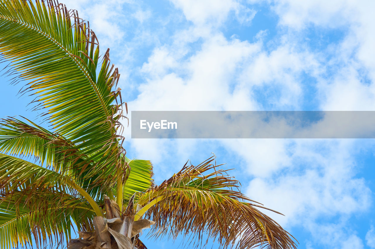 tropical climate, palm tree, tree, sky, plant, leaf, nature, palm leaf, cloud, beauty in nature, low angle view, plant part, growth, tropical tree, no people, blue, coconut palm tree, green, outdoors, tranquility, day, sunlight, tropics, environment, scenics - nature, travel destinations, travel, idyllic, land, summer, branch, coconut, vacation, tree trunk, trip, trunk