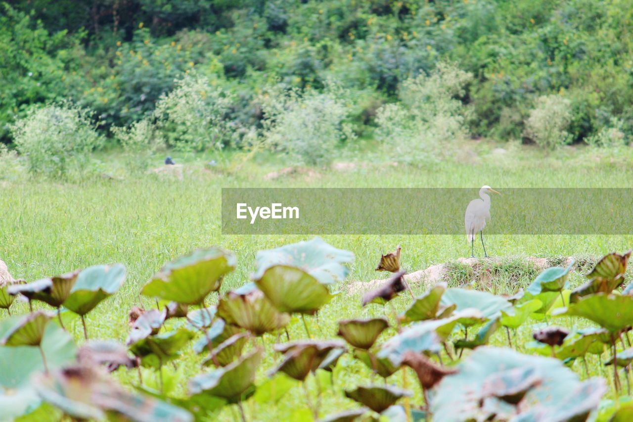 BIRDS IN GRASS