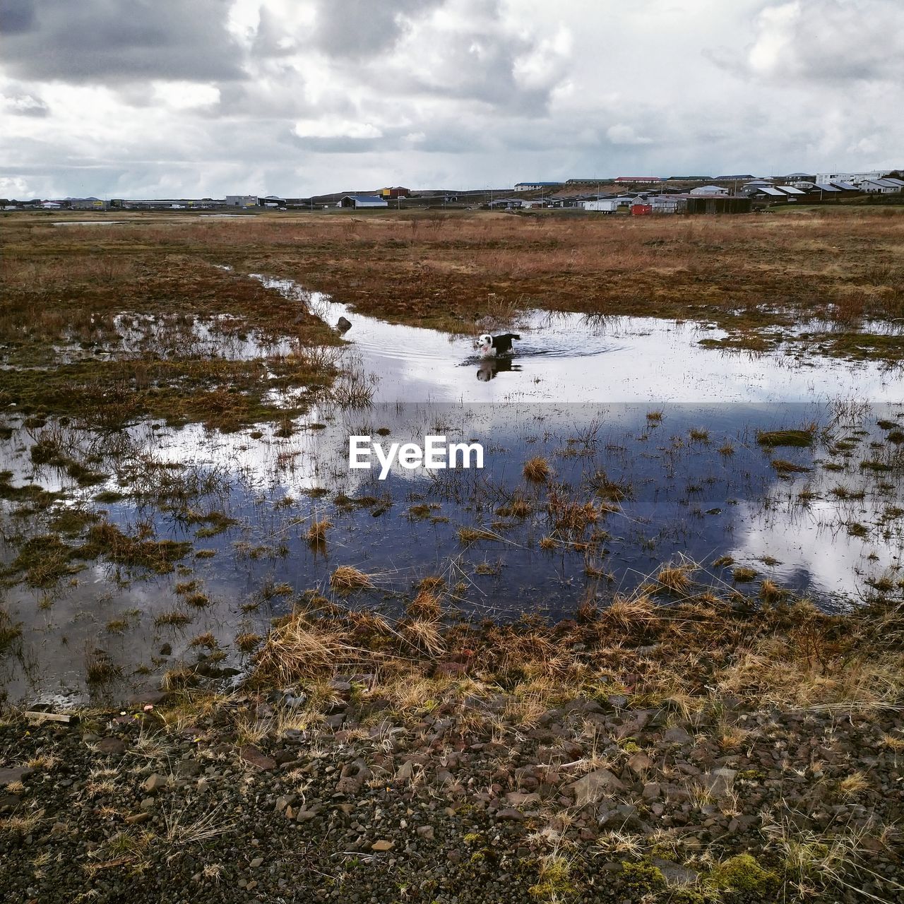 View of birds on land against sky