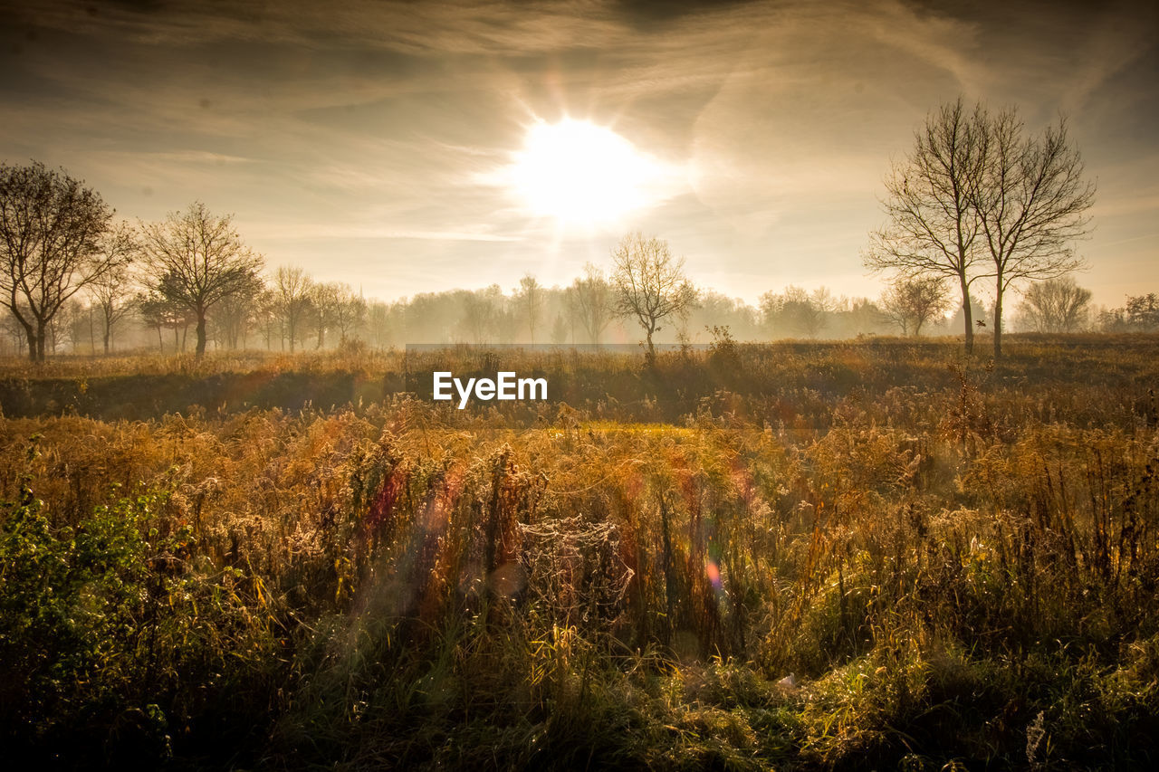 Plants growing on field against sky during sunset