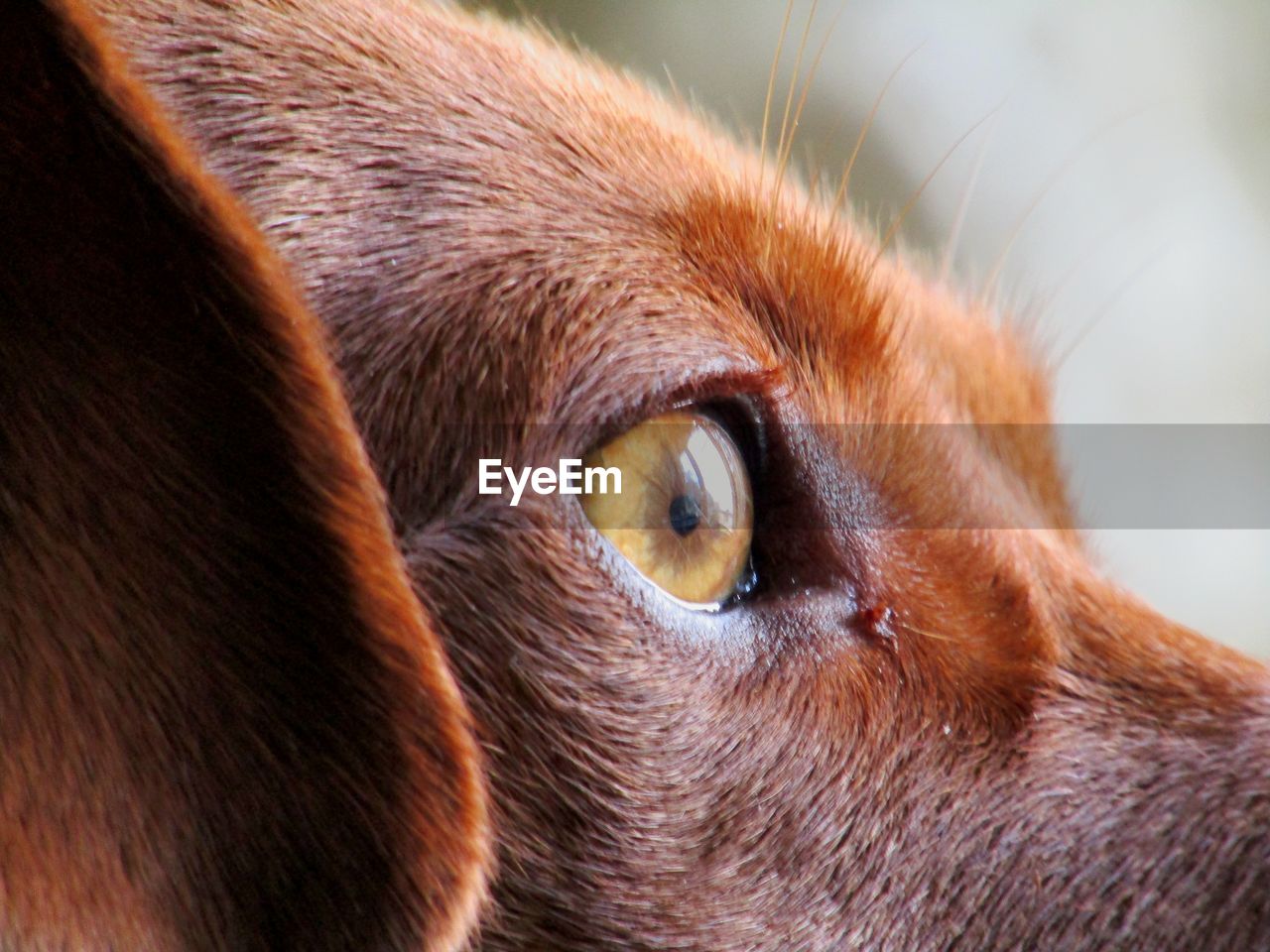 CLOSE-UP OF A DOG