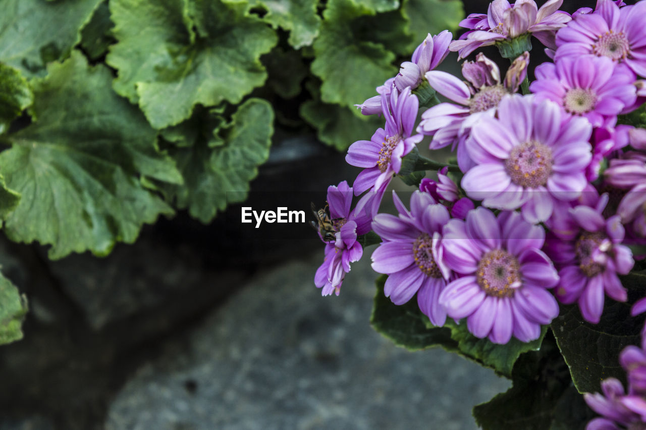 Close-up of purple flowers blooming outdoors