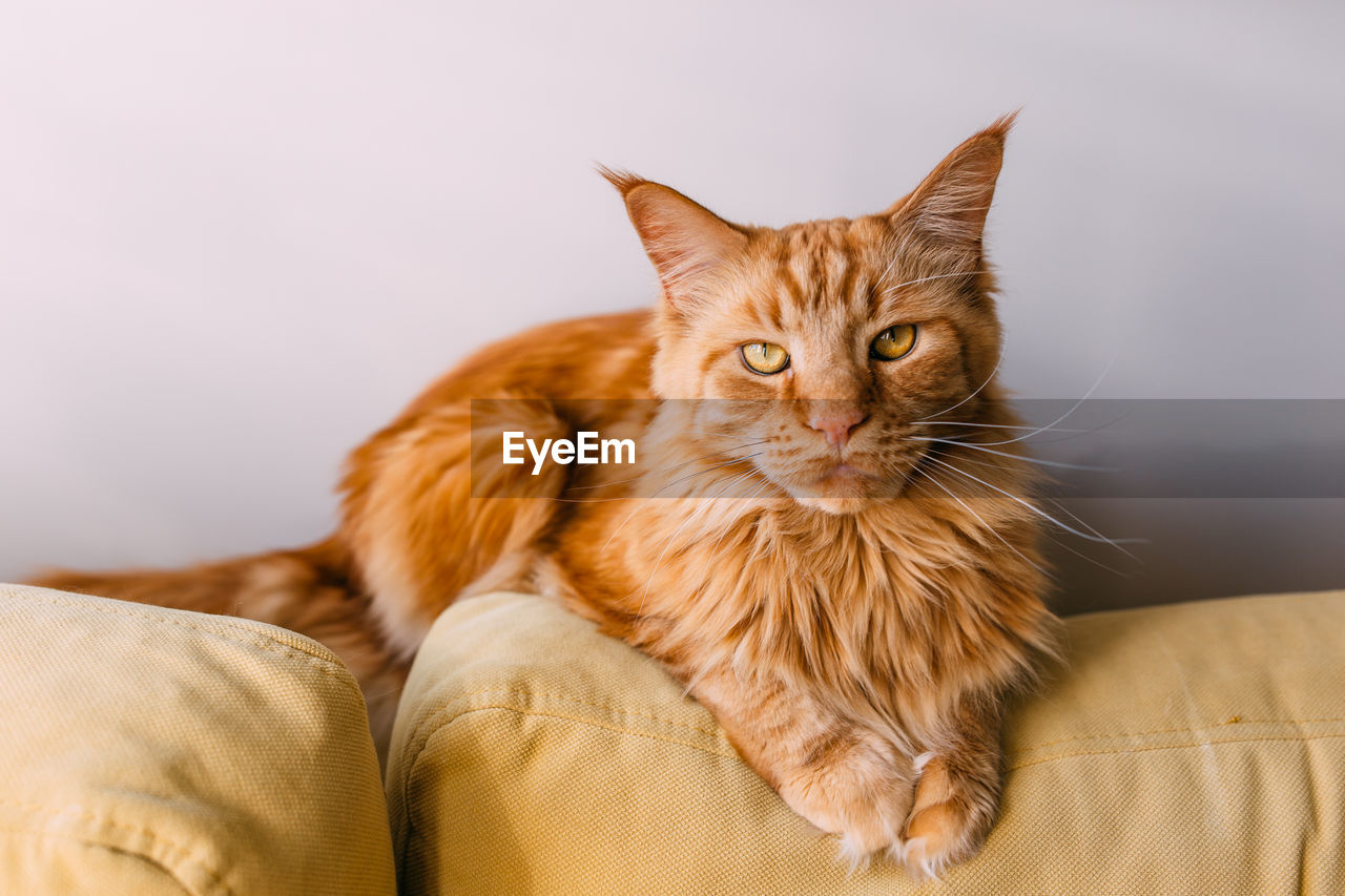 Beautiful red big cat maine coon sits at home