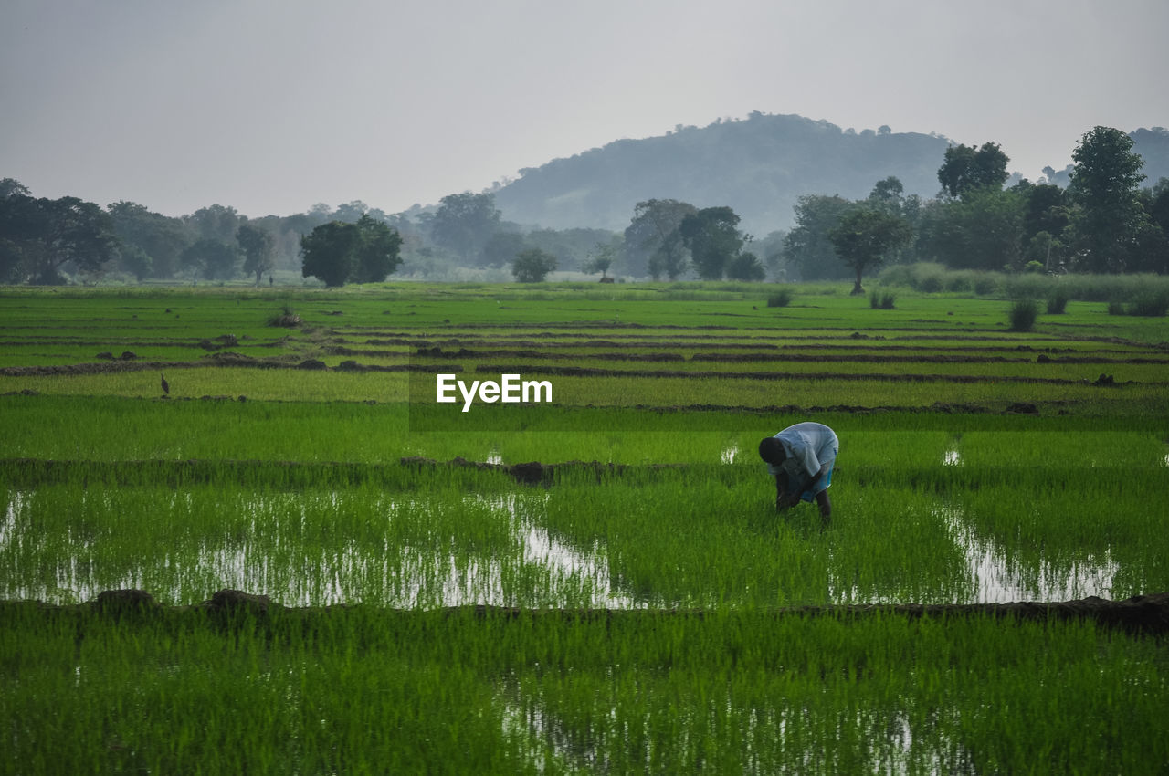 SCENIC VIEW OF RICE PADDY