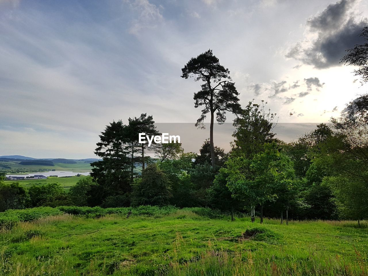 Trees on field against sky