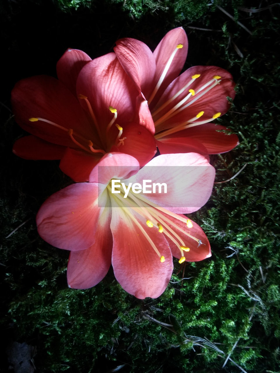 Close-up of flower blooming against black background