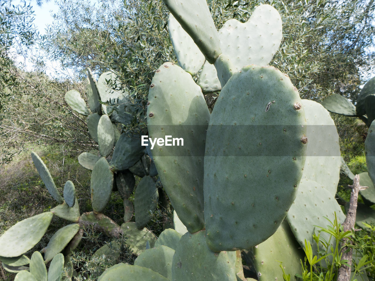 CLOSE-UP OF PRICKLY PEAR CACTUS IN GARDEN