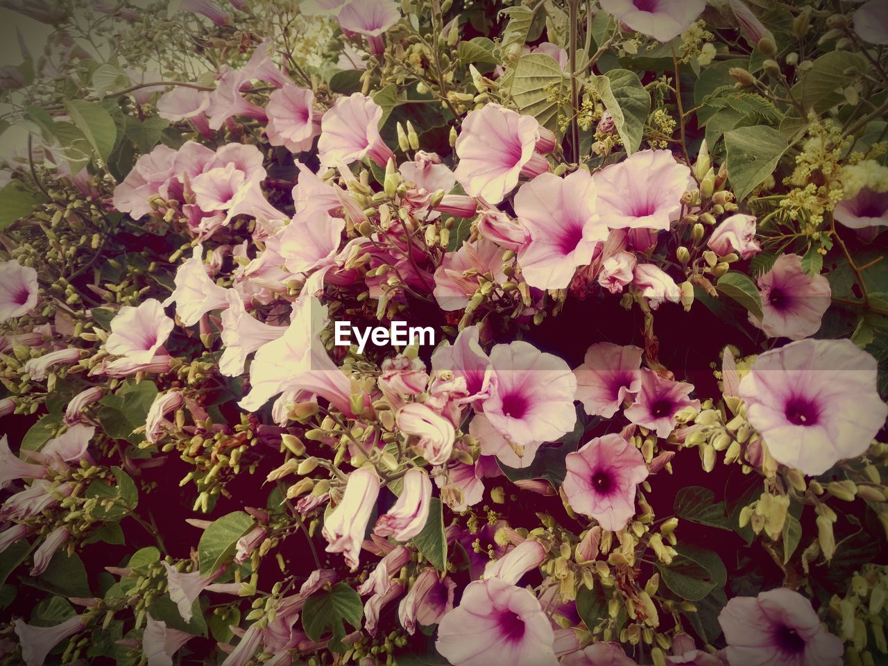 PINK FLOWERS BLOOMING IN SPRING