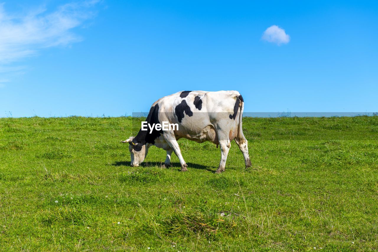 COW STANDING ON FIELD