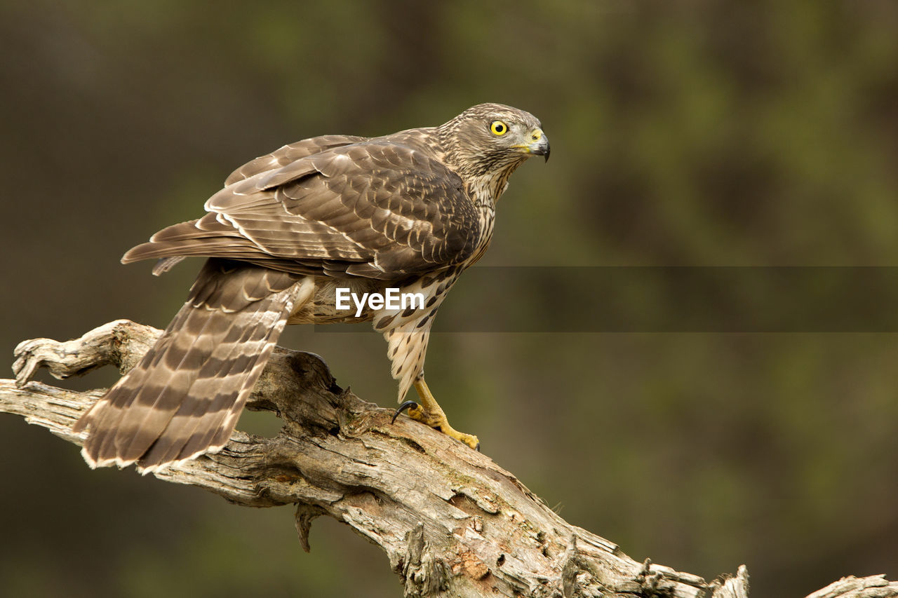 CLOSE-UP OF BIRD PERCHING ON A BRANCH