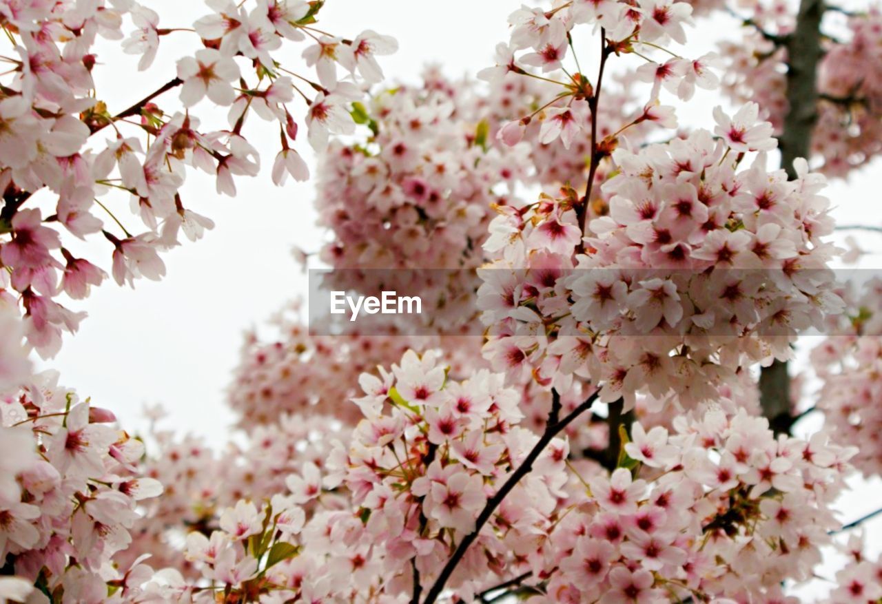 Low angle view of pink flowers blooming on tree