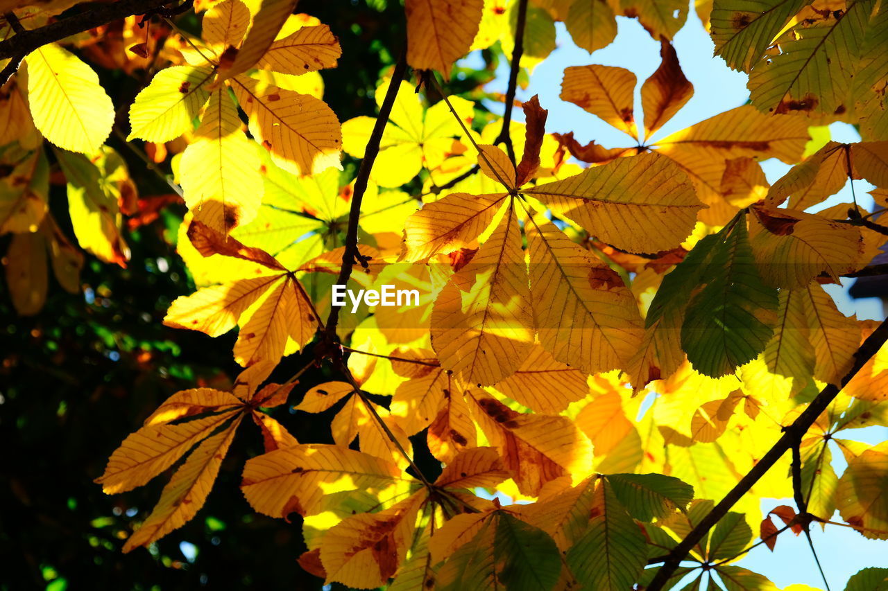 CLOSE-UP OF YELLOW MAPLE LEAVES ON PLANT DURING AUTUMN