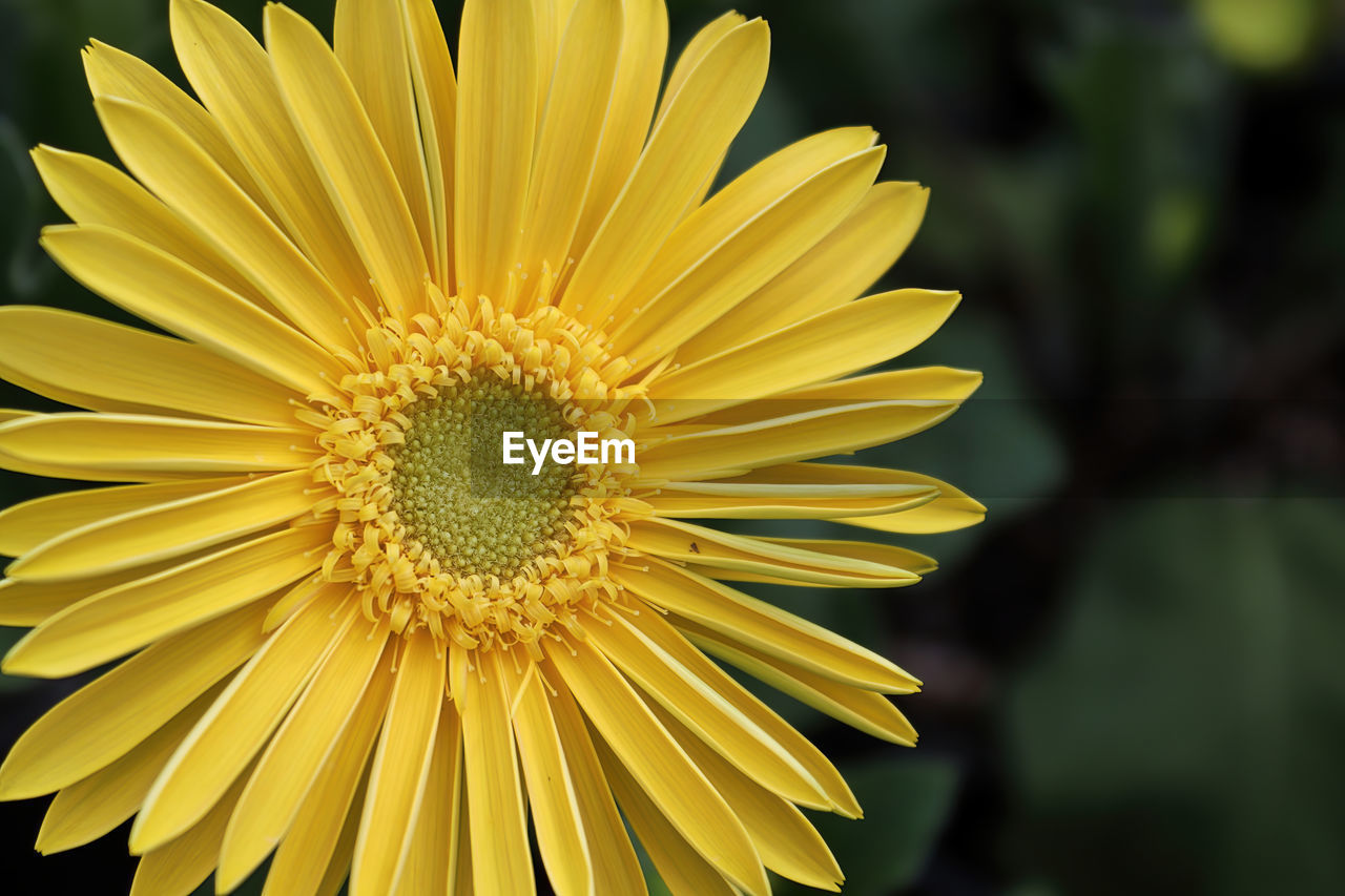 Closeup of a yellow gerbera daisy in bloom.