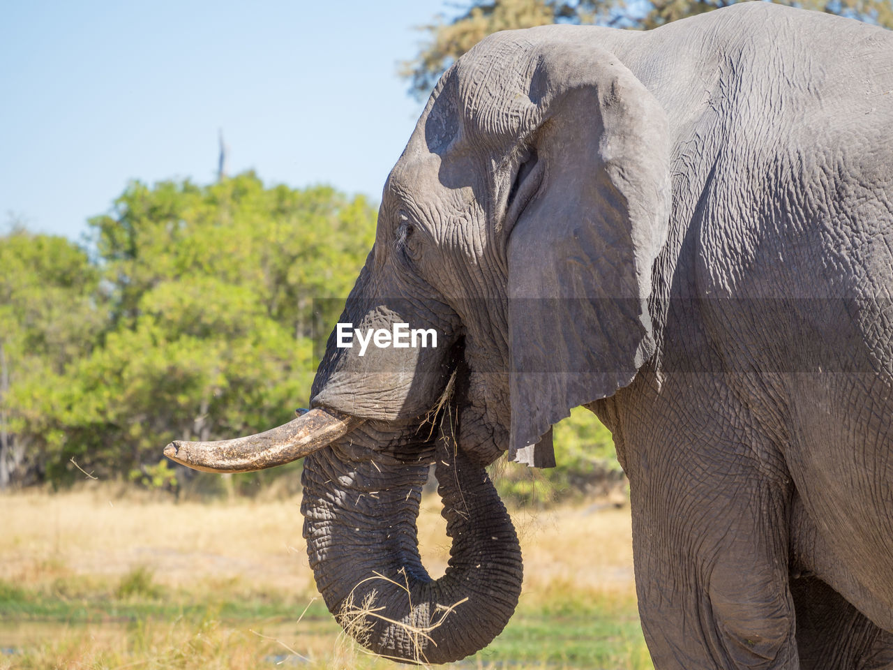Close-up of elephant eating grass, moremi game reserve, botswana