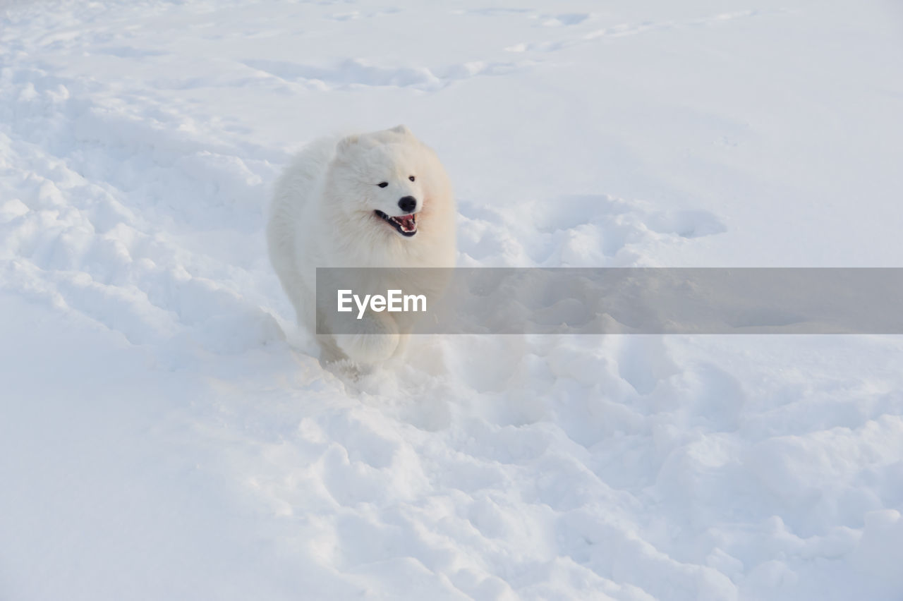 HIGH ANGLE VIEW OF DOG ON SNOW