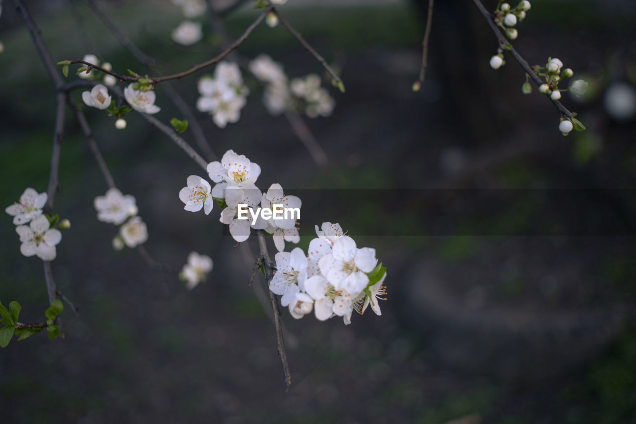 plant, flower, flowering plant, beauty in nature, nature, freshness, tree, blossom, fragility, branch, springtime, white, growth, produce, close-up, focus on foreground, botany, inflorescence, cherry blossom, flower head, no people, outdoors, petal, macro photography, fruit, twig, food and drink, day, food, environment, fruit tree, plant part, cherry tree, selective focus, land, leaf, apple blossom, apple tree, landscape